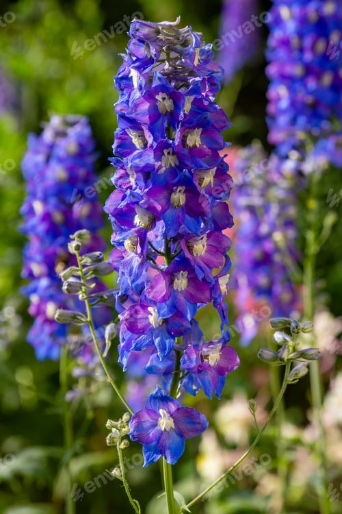 Preview: Beautiful Delphiniums Blooming In The Garden.