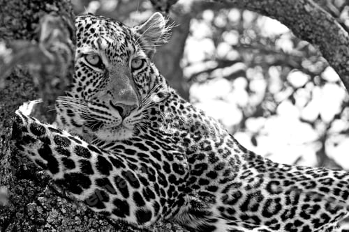 Vista previa: Wild Leopard Lying In Wait Atop A Tree In Masai Mara, Kenya, Africa