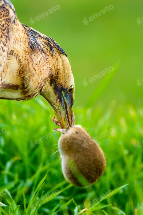 Preview: Wild Bird. Green Nature Background.