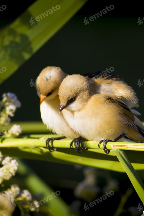 Preview: Cute Birds. Green Nature Background. Bearded Reedling / Panurus Biarmicus