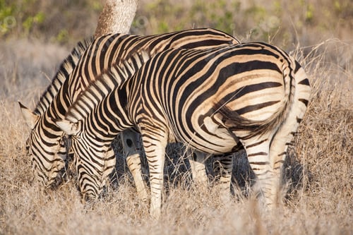 Preview: Zebras, Kruger National Park, South Africa