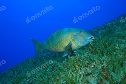 Preview: Bicolor Parrotfish (Cetoscarus Bicolor)