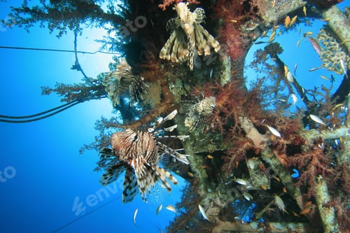 Preview: Lionfishes On Wreck