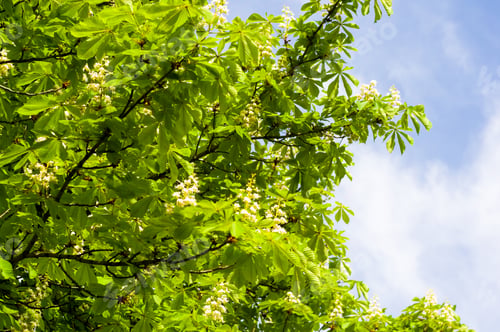 Preview: Flowering Branches Of Chestnut Castanea Sativa Tree, And Bright Blue Sky