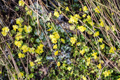 Preview: Sunny Meadow With Flowers And Green Grass In Spring At Countryside