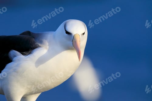 Preview: Black-Browed Albatros ( Thalassarche Melanophris ) Or Mollymawk Helgoland Island Germany