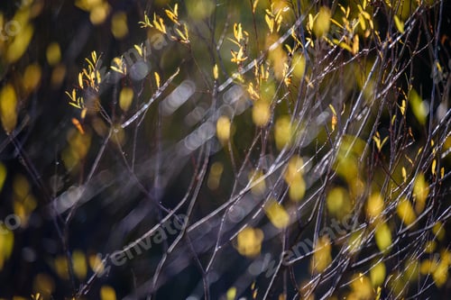Preview: Autumn Gold Colored Leaves In Bright Sunlight In Forest On Dark Blur Background