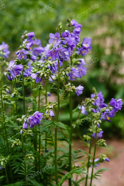 Preview: Polemonium Caeruleum, Known As Jacob'S-Ladder Or Greek Valerian, Is A Hardy Perennial Flowering