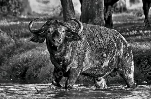 Preview: Black And White Image Of An African Buffalo Crossing A River In The Lake Nakuru National Park