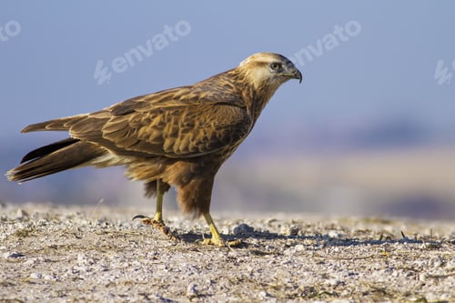 Preview: Bird Of Prey. Blue Sky Background. Bird: Long Legged Buzzard. Buteo Rufinus. Ankara, Mogan, Turkey.