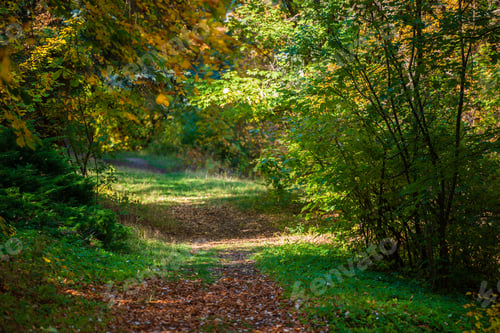 Preview: Sunny Autumn Landscape In The Botanical Garden