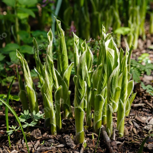 Preview: Hosta Is A Genus Of Plants Commonly Known As Hostas, Plantain Lilies. Hosta In Spring Garden.