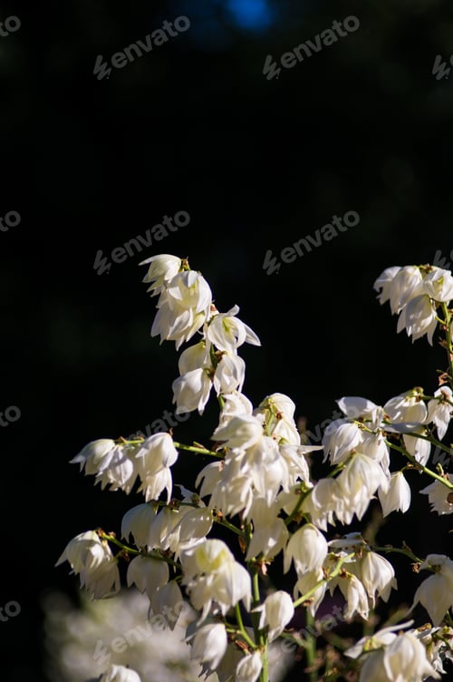 Preview: White Yucca Filamentosa Bush Flowers In Park, Close Up.