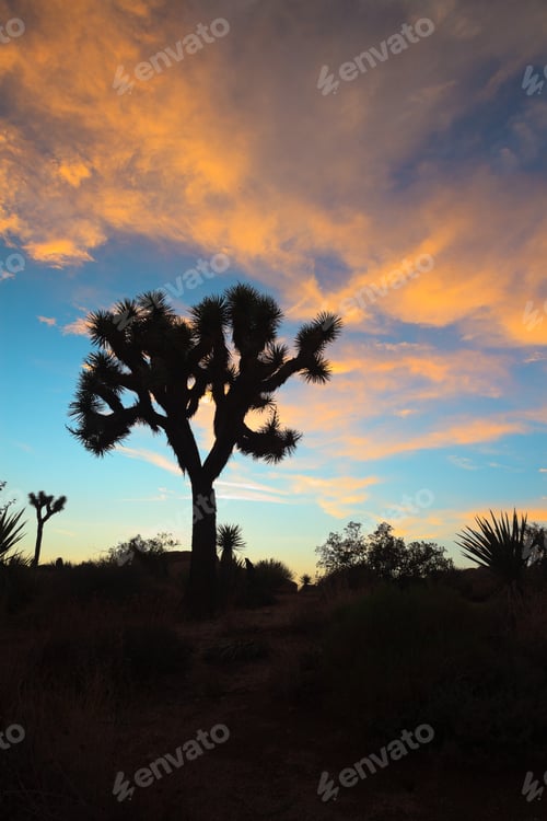 Preview: Silhouette Of Joshua Tree At Sunset. Usa. California.