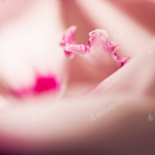 Preview: Abstract, Macro Shot Of Cyclamen Petals. Image Has Grain Texture Visible On Its Maximum Size