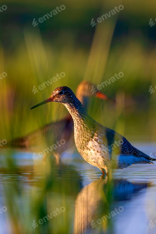 Preview: Nature And Bird. Common Water Bird Spotted Redshank. Tringa Erythropus. Green Blue Nature Habitat