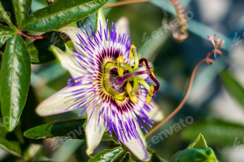 Preview: Passion Flower Passiflora Caerulea Passionflower Against Green Garden Background