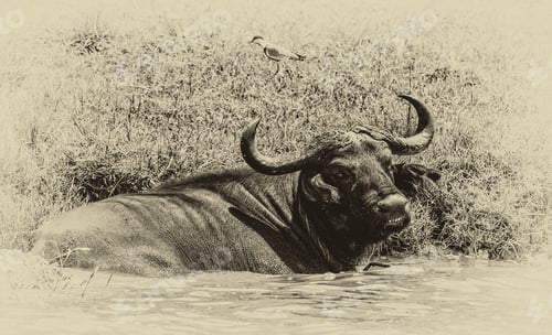 Preview: African Buffalo In The Queen Elizabeth National Park, Kazinga Channel (Uganda)