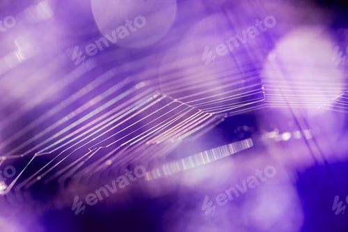 Preview: Abstract Composition With Spider Web Details And Natural Colors