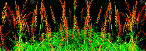Preview: Blurred Image Of Grass. Summer Colorful Abstract Background.
