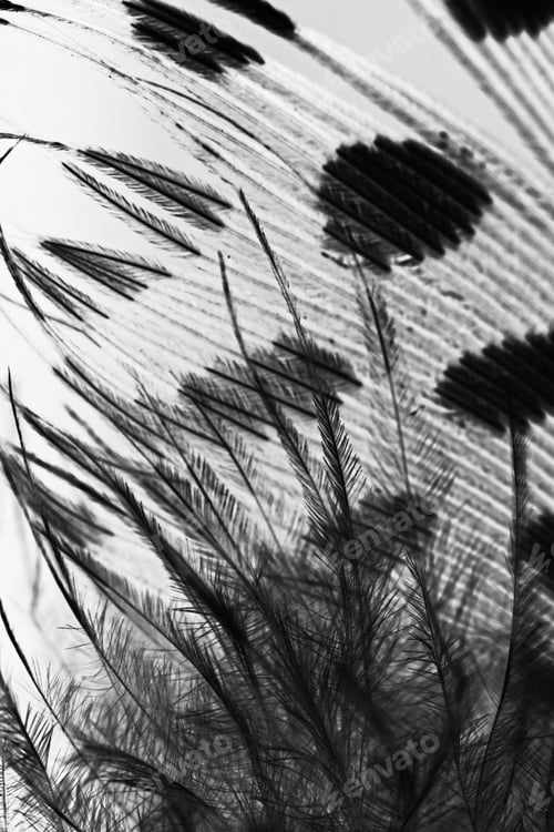 Preview: Guinea Hen Feather With Light Grey Background