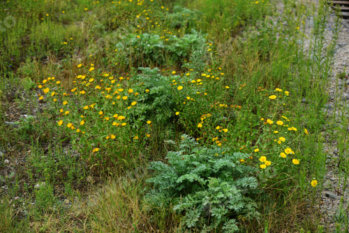 Preview: Grindelia Squarrosa (Curly-Cup Gumweed) In Natural Habitat