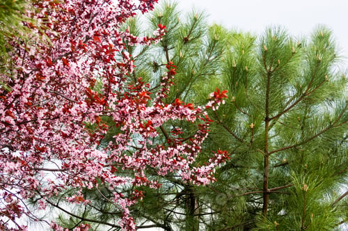 Preview: Background Blooming Beautiful Pink Cherries In Raindrops On A Sunny Day In Early Spring Close Up