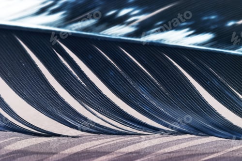Preview: Colorful Hen Feather With Details And Reflexions