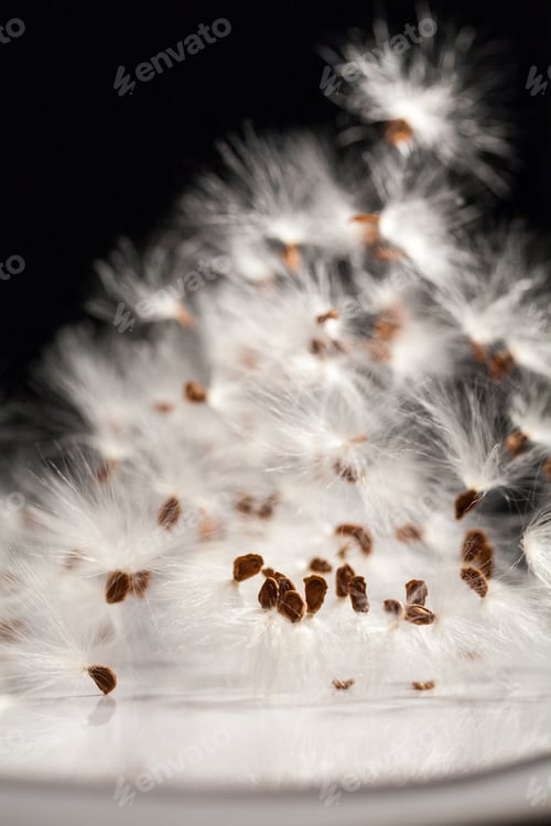 Preview: Abstract Composition With Dried Plants Seeds. Looks Like Dandelion Seeds