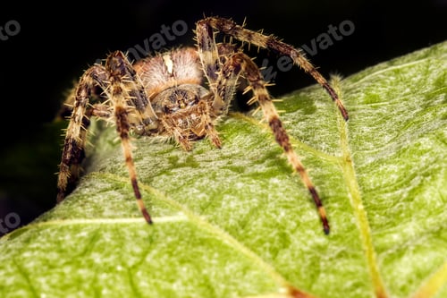 Preview: Spider Macro Photo. Detail Photo. Green Black Nature Background.