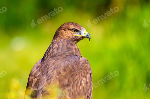 Preview: Bird Of Prey. Portrait Of Buzzard. Green Nature Background.