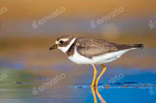 Preview: Cute Little Water Bird. Water And Sand Background. Bird: Common Ringed Plover. Charadrius Hiaticula.