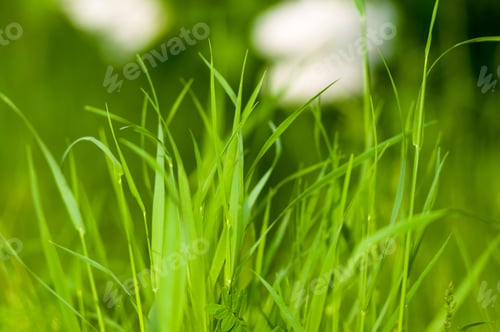 Preview: Spring Or Summer Natural Abstract Background With Grass In The Garden