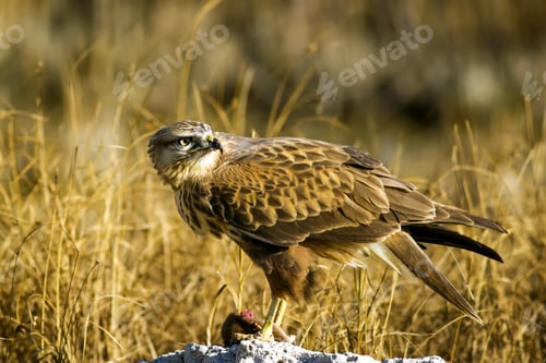 Preview: Bird Of Prey. Buzzard And Its Hunt Least Weasel. Yellow Nature Habitat Background. Bird: Long