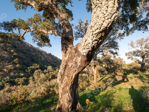 Preview: Old Cork Oak In The Andalusian Countryside. "Parque De Los Alcornocales", Algeciras, Andalusia