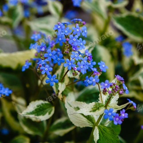 Preview: Little Blue Jack Frost Flowers, Also Known As False Forget-Me-Not In Springtime. Blue Flowers Of