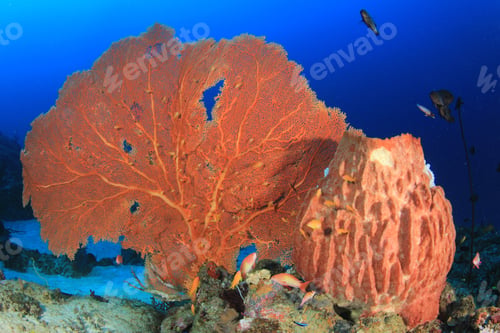 Preview: Underwater Fish And Coral Reef In Ocean
