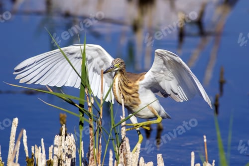 Preview: Squacco Heron, Ardeola Ralloides. Yellow Common Water Bird. Yellow Blue Nature Habitat Background.