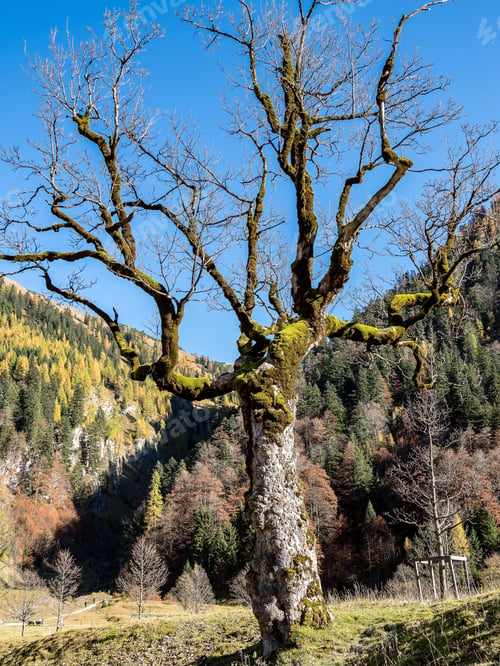 Preview: Austria, Greater Ahornboden In Autumn