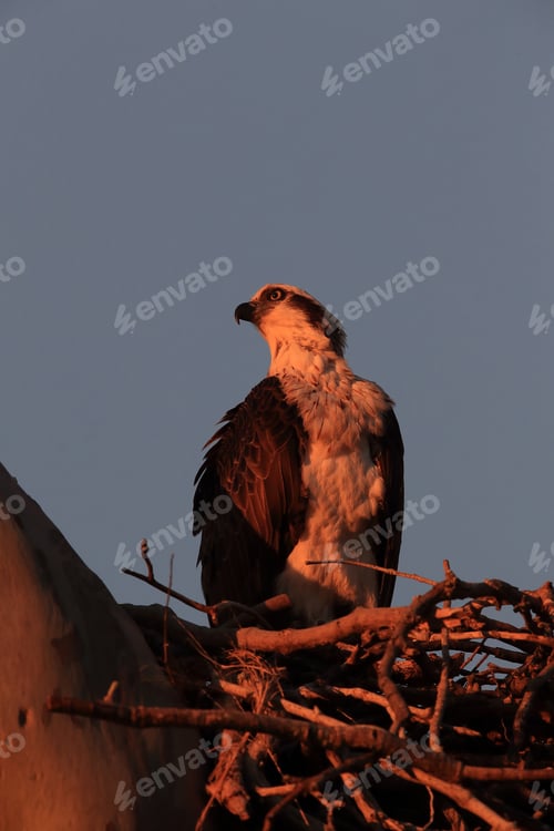 Preview: Osprey (Pandion Haliaetus) Sitting In The Nest At The Last Evening Light Queensland, Australia