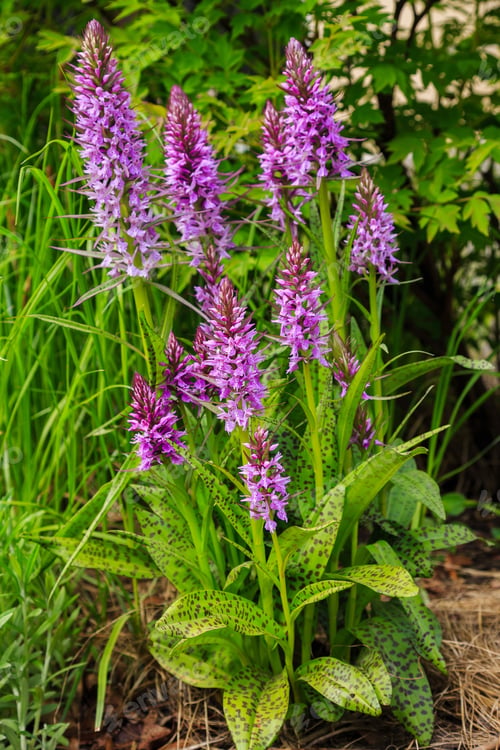 Preview: Spotted Orchid Or Spotted Orchid (Lat. Dactylorhíza Maculata) - A Kind Of Herbaceous Plants Of The