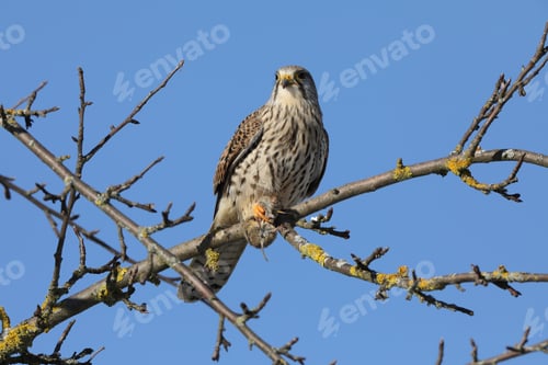 Preview: Common Kestrel (Falco Tinnunculus) After Hunting With A Mouse Germany
