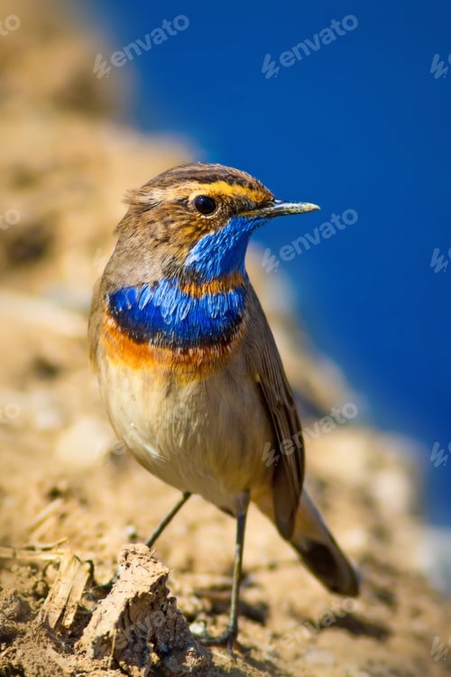 Preview: Cute Bird Bluethroat. Luscinia Svecica. Nature Background.