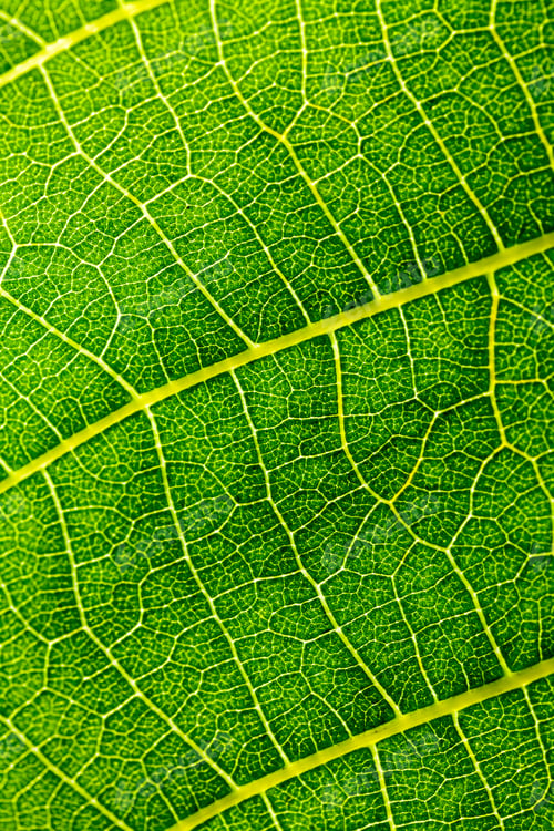 Preview: Green, Abstract Composition With Leaf Texture