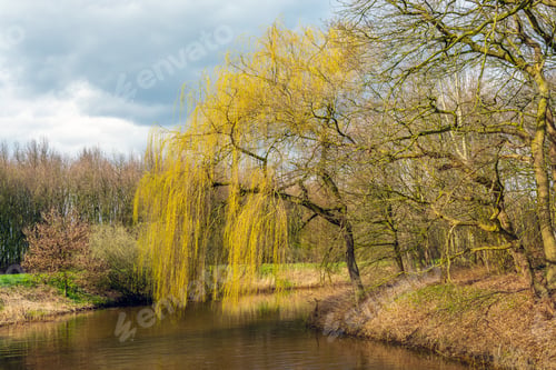 Preview: Colorful Image Of A Budding Weeping Willow Against A Cloudy Sky. The Photo Was Taken In A Park On A