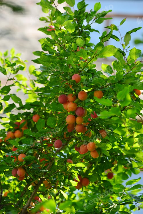 Preview: Plum Tree Branches With Ripe Fruits