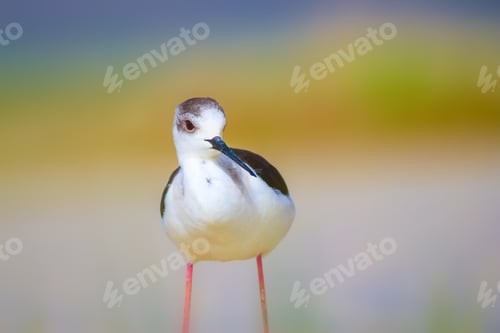 Preview: Cute Water Bird. Nature Background.