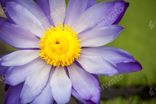 Preview: Nymphaea - Beautiful Water Lily From Kew Gardens - Kew'S Stowaway Blues. Beautiful Details And