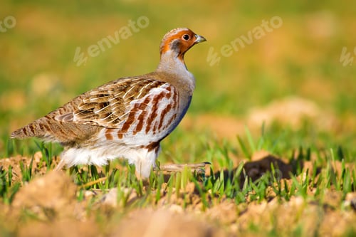 Preview: Partridge. Warm Colors Nature Background. Birds: Grey Partridge. Perdix Perdix.