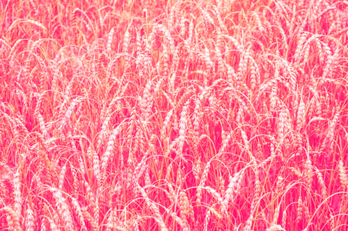 Preview: Blurred Background. Field. Spikelets Of Wheat On A Background Summer Landscape